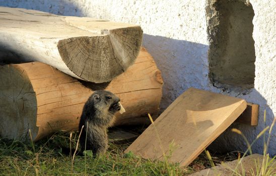 very beautiful brown marmot in nature