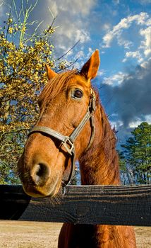 A brown horse looking over a split rail fence