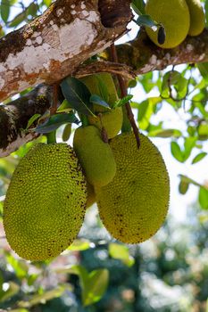 Jackfruit (Artocarpus Heterophyllus) Madagascar. Ripe seeds and the unripe fruit are consumed. jackfruit is a multiple fruit composed of thousands of individual flowers.