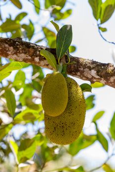 Jackfruit (Artocarpus Heterophyllus) Madagascar. Ripe seeds and the unripe fruit are consumed. jackfruit is a multiple fruit composed of thousands of individual flowers.
