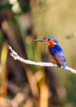 Madagascar beautiful bird kingfisher, Corythornis vintsioides, sitting on a branch. Maroantsetra, Masoala National Park, Madagascar wildlife, Africa