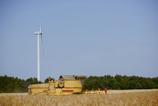Combine harvesting the rape field at summer