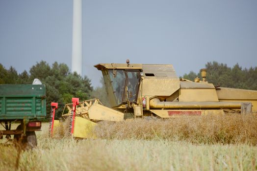 Combine harvesting the rape field at summer