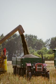 Combine harvesting the rape field at summer
