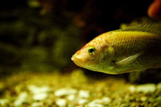 Sea life: exotic tropical coral reef fish