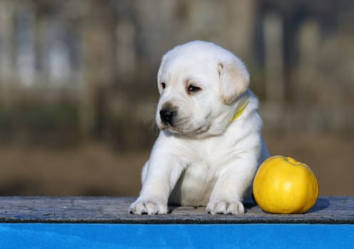 the little labrador puppy on a blue background