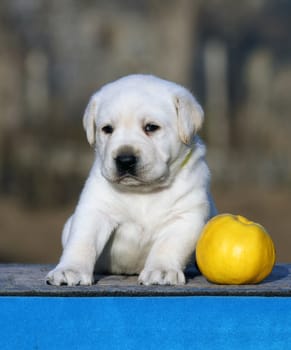 a little labrador puppy on a blue background