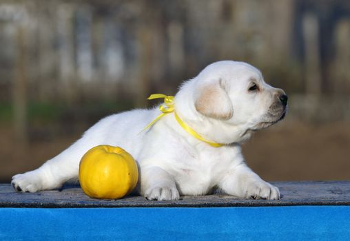 cute little labrador puppy on a blue background