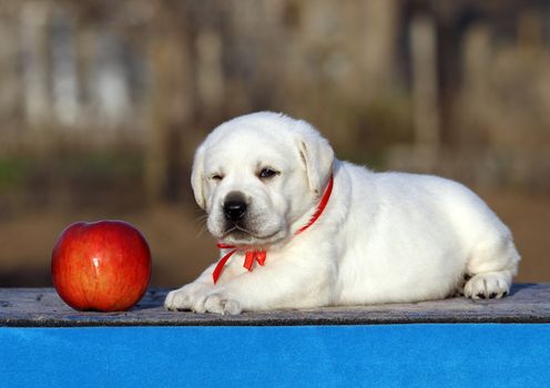 the cute little labrador puppy on a blue background