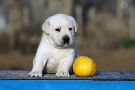 little labrador puppy on a blue background