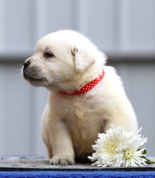 a nice cute little labrador puppy on a blue background