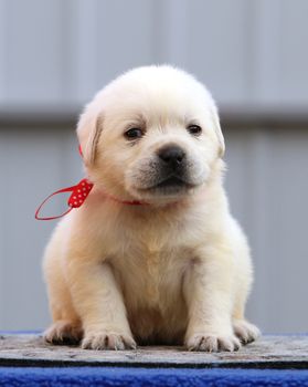 sweet nice cute little labrador puppy on a blue background