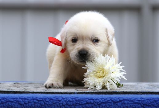 nice cute little labrador puppy on a blue background