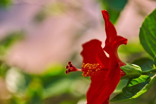 The Red Hibiscus flowers China rose,Chinese hibiscus,Hawaiian hibiscus in tropical garden of Tenerife,Canary Islands,Spain.Floral ba. Ckground.Selective focus