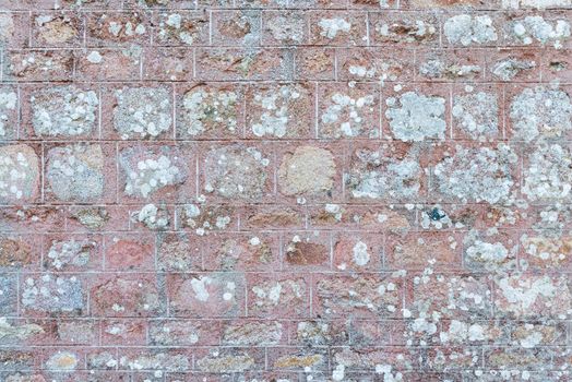 Old wall texture with lichen growing on its surface