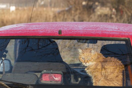 Cat in the back of car looking through the window. Traveling with a pet. red, orange cat is sitting in red auto. Train your cat to travel together. Reducing Cat Stress during Car Rides. Cat is inside a car. A ginger cat used to riding in a car.