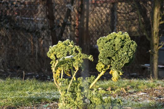 Curly Kale leaves covered with morning frost in Polish garden Winter green vegetable in eco farm.