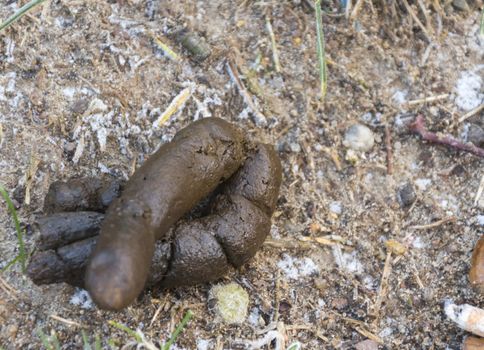 Dog Poo on the ground, selective focus. Close up photo of some dog shit on the ground