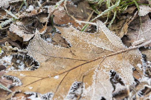 Dry leaf covered with autumn morning frost on the ground. Frozen Autumn Leaves on an early Fall morning