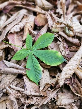 Green maple leaf among dry fallen ones on the ground. Young green maple leaf among old fallen autumn background. A freshly fallen green leaf lying on top of a carpet of dead leaves. Vintage strong colors. Green Maple Leaf Among Golden Ones. Still Alive concept