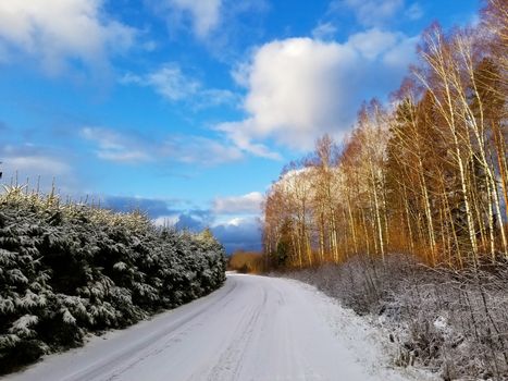 View of a road covered with snow and winter birch and spruce forest against a blue sky.