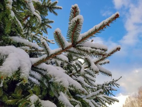 branches of spruce covered with snow. Against the blue sky with white clouds.
