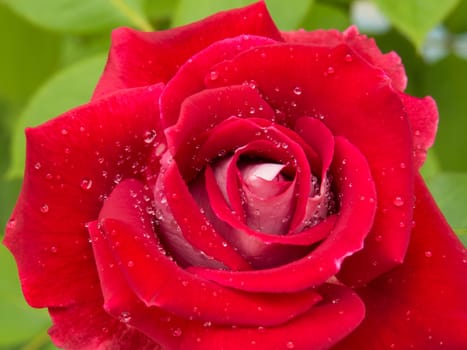 Closeup of a red rose flower with dewdrops on its velvety petals.