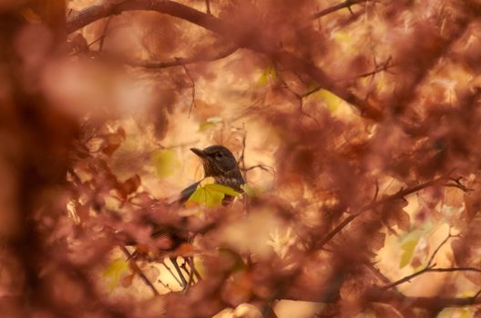 Lonely female blackbird takes a short brake of flight in the autumn colored bushes of Hungary