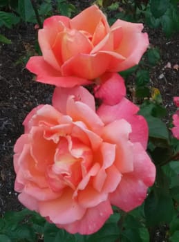 two roses in the garden