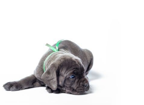 little puppy dog ​​of breed canecorso on a white background in isolation closeup