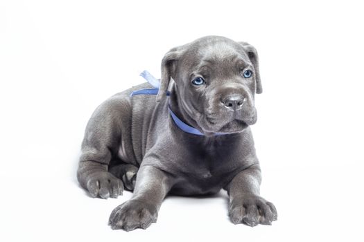 little puppy dog ​​of breed canecorso on a white background in isolation closeup