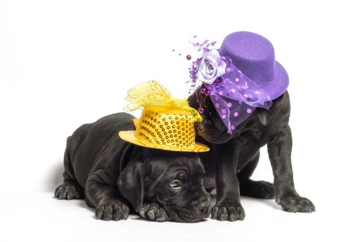 two identical twin puppies of canecorso breed in hats on a white background isolated