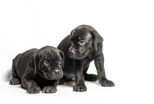 two identical twin puppies of breed canecorso on a white background isolated