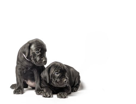 two identical twin puppies of breed canecorso on a white background isolated