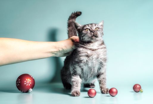 man stroking a scared cat with Christmas balls on a light background