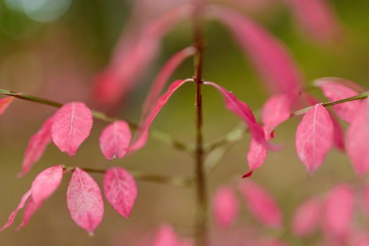Autumn pink Leaves in the forest. Shallow depth of field