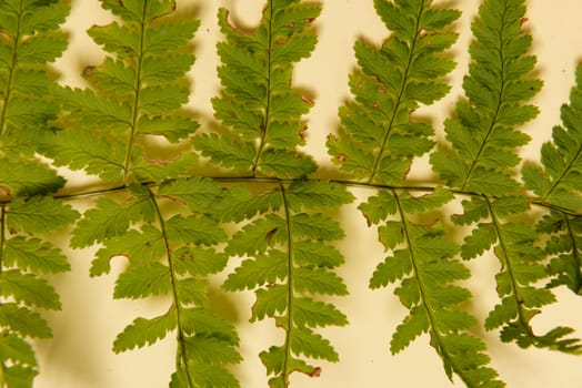 Autumn fern leaves isolated on pink background. Horizontal orienattion. Minimalistic style. View from above.