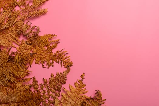 Autumn fern leaves isolated on pink background. Horizontal orienattion. Minimalistic style. View from above.