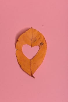 Background group autumn orange, green, yellow and brown leaves. with the heart shape cut out in the middle on pink background. Studio shoot. View from above. Horizontal orientation. Copy space.