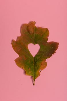 Background group autumn orange, green, yellow and brown leaves. with the heart shape cut out in the middle on pink background. Studio shoot. View from above. Horizontal orientation. Copy space.