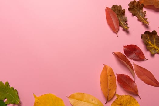 Background group autumn orange, green, yellow and brown leaves. with the heart shape cut out in the middle on pink background. Studio shoot. View from above. Horizontal orientation. Copy space.