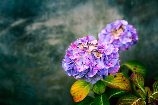 Purple Hydrangea flower on dark grungy background