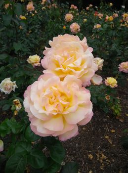 two peach roses in the garden