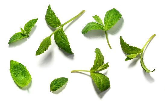 Mint leaf set on white background.