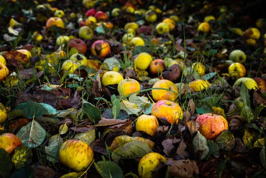 Fallen red and yellow apples on orchard ground, autumn background.