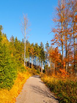 Country road in the colorful autumnal forest.