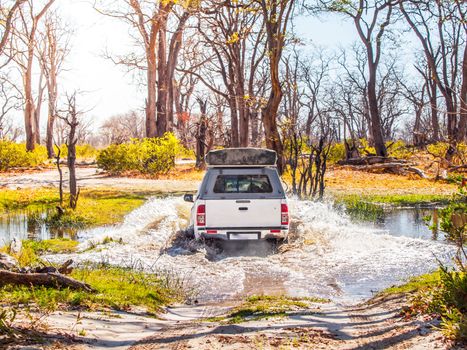 Off-road car fording water on safari wild drive in Chobe National Park, Botswana, Africa.