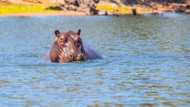 African hippopotamus hidden in the water. Dangerous hippo in natural habitat of Chobe River, Botswana, Africa.