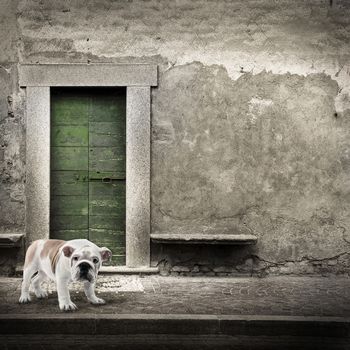 Watchdog in front of the house door