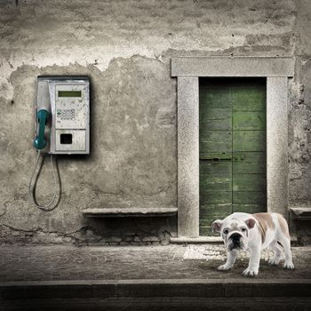 an Abandoned dog who would like to call help